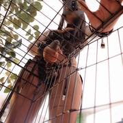 Rubis (Foto #4)
