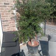 Affaire Salon (Foto #9)