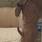 Wout