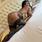 Naty