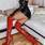 Tgirl Silky