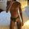 Andreas x