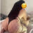 Rabia