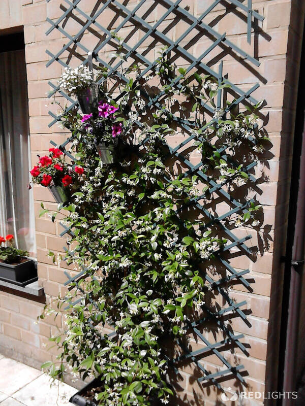 GOEDKOOPSTE CHAUFFEUR (Foto)