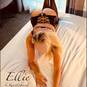 Ellie (Foto #23)