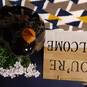 Zencos (Foto #11)