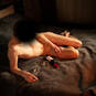 Escort_Dieter (gay) (Foto #2)