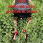 Maitresse Morgane en virtuel (Foto #65)